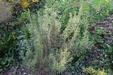 IMG_2039.JPG IMG_2039.JPG