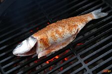 1-fisch-auf-grill-jpg.jpg 1-fisch-auf-grill-jpg.jpg