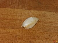 07_Knoblauch.jpg 07_Knoblauch.jpg