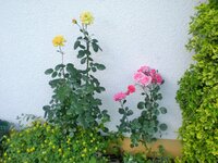 CIMG0007 (2).JPG