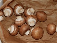 01_Champignons.jpg 01_Champignons.jpg