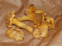 02_pfifferlinge.jpg 02_pfifferlinge.jpg