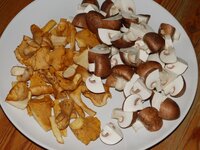 03_Pilzteller.jpg 03_Pilzteller.jpg