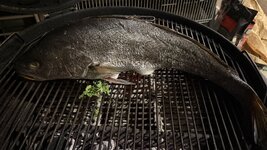 IMG_0186.jpeg