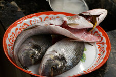 DSC00005 - 26. Januar 2026.jpg