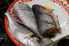 DSC00009 - 26. Januar 2026.jpg