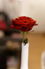 DSC00038 - 27. Januar 2026.jpg