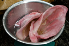 DSC00080 - 31. Januar 2026.jpg