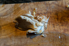 DSC00246 - 12. Februar 2026.jpg