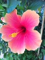 IMG_9973.JPG