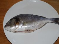 09_Dorade.jpg 09_Dorade.jpg