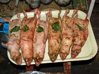 3x-ratte-bitte.jpg