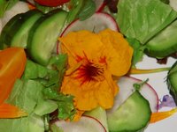 08_Salatdetail.jpg