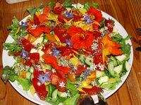 12_Salatteller.jpg 12_Salatteller.jpg