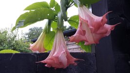 IMG-20170819-WA0000.jpg
