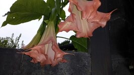 IMG-20170819-WA0002.jpg
