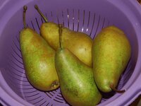 01_Birnen.jpg 01_Birnen.jpg