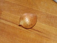 06_Zwiebel.jpg 06_Zwiebel.jpg