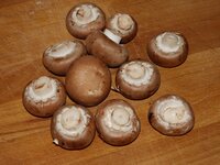 01_Champignons.jpg 01_Champignons.jpg