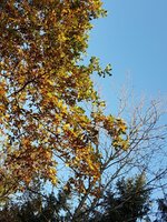 K1600_20171031_160041.JPG K1600_20171031_160041.JPG