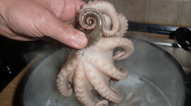 Pulpo 01.08.2013 (6).JPG
