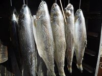 04_Fische_trocken_vorm_Räuchern.jpg 04_Fische_trocken_vorm_Räuchern.jpg