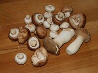 01_Pilze.jpg 01_Pilze.jpg