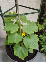 K1600_20180430_174259.JPG