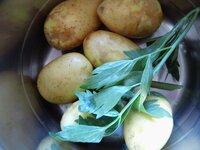06_Kartoffeln_mit_Liebstöckel.jpg 06_Kartoffeln_mit_Liebstöckel.jpg