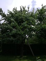 IMG_20180612_145107.jpg