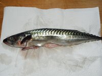 02_Makrele.jpg 02_Makrele.jpg