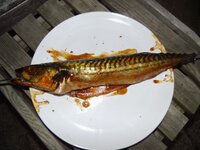 03_Makrele_gespießt_und_mit_Würzöl_bestrichen.jpg 03_Makrele_gespießt_und_mit_Würzöl_bestrichen.jpg