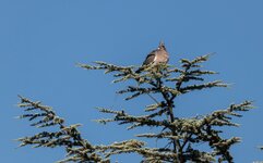 IMG_7058.jpg