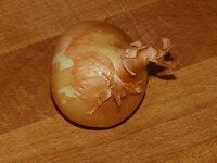 10_Zwiebel.jpg 10_Zwiebel.jpg