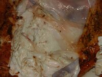 08_Anschnitt_Brust.jpg 08_Anschnitt_Brust.jpg