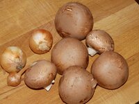 05_Champignons_und_Zwiebeln.jpg