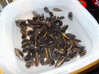 02_Miesmuscheln.jpg 02_Miesmuscheln.jpg