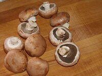 01_Bio-Champignons.jpg