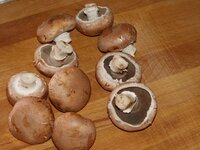 01_Bio-Champignons.jpg 01_Bio-Champignons.jpg