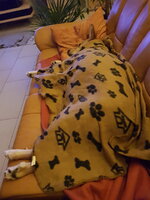 20181102_200843.jpg 20181102_200843.jpg