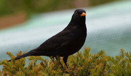Amsel (9).jpg