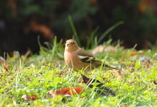 Buchfink Männchen (207).jpg