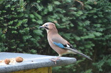 DSC_0139.JPG