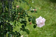 DSC_0517.jpg