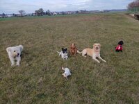 IMG-20181112-WA0000.jpg