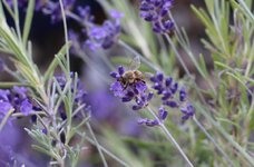 14-biene-im-lavendel-jpg.jpg 14-biene-im-lavendel-jpg.jpg