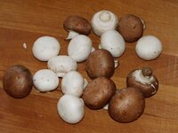 01_Champignons.jpg