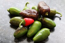 1-jalapenos-jpg.jpg 1-jalapenos-jpg.jpg