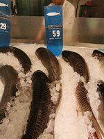 949D67CB-63C3-4756-9E0F-8580205082E2.jpeg 949D67CB-63C3-4756-9E0F-8580205082E2.jpeg