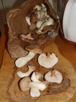 01_Pilze.jpg